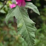 Malva thuringiaca Leaf