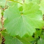 Vitis vulpina Deilen