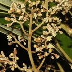 Rhodostemonodaphne kunthiana 花