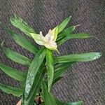 Freycinetia scandens Blad