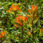 Castilleja miniata Flor