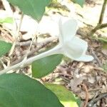 Pseuderanthemum repandum ᱵᱟᱦᱟ