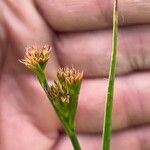 Juncus acutiflorus Flower