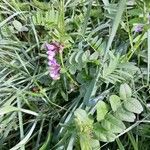 Vicia sepium 整株植物