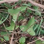 Ipomoea cordatotriloba Blad