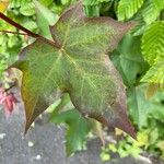 Acer cappadocicum পাতা