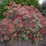 Rhododendron barbatum Hábito