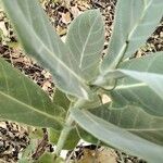 Calotropis procera Feuille