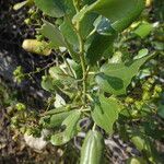 Ceanothus velutinus برگ