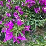 Bougainvillea glabra 葉