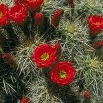 Echinocereus triglochidiatus Облик