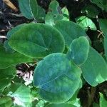 Epimedium trifoliolatobinatum Leaf