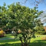 Magnolia virginiana Hábito