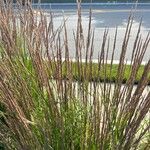 Calamagrostis stricta Лист