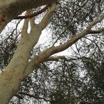 Vachellia xanthophloea Blatt