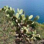 Opuntia maxima Leaf