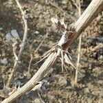 Scolymus maculatus Кора