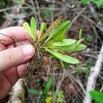 Specklinia icterina Habit