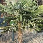 Trachycarpus fortunei Συνήθη χαρακτηριστικά