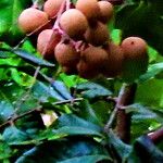 Dimocarpus longan Fruit