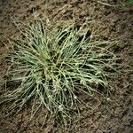 Cyperus subsquarrosus 整株植物