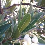 Arbutus unedo Fuelha