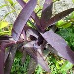 Tradescantia pallida叶