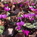 Cyclamen coum Habit