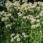 Erigeron quercifolius Bloem