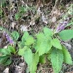 Scutellaria columnae Folio