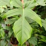 Philodendron squamiferum葉