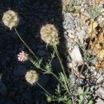 Lomelosia stellata Mbuma