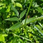 Sium sisarum Hoja
