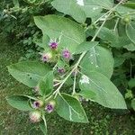 Arctium minusFlower