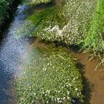 Ranunculus aquatilis ശീലം