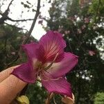 Bauhinia variegata Квітка