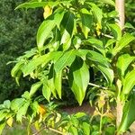 Cornus hongkongensis Leaf