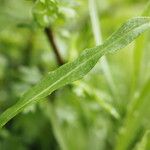 Centaurea graminifolia Blatt