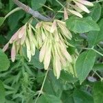 Fraxinus nigra Fruit