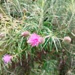 Ptilostemon chamaepeuce 花