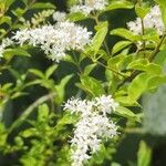 Ligustrum sinenseFlower