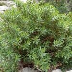 Bupleurum fruticosum Агульны выгляд