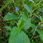 Commelina communis Pokrój