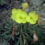 Oenothera howardii ᱛᱟᱦᱮᱸ