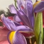Iris xiphium Fleur