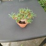 Euphorbia nivulia Hoja