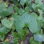 Viola pubescens Folha