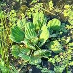 Pistia stratiotes Feuille