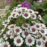 Pericallis cruenta Virág