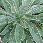 Echium asperrimum Flower